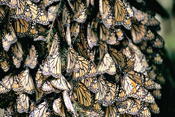 butterflies